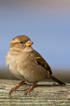 Sparrow