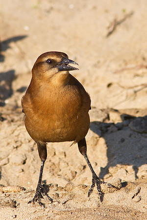 Grackle