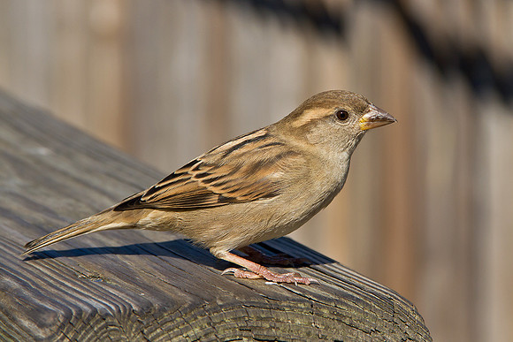 Sparrow
