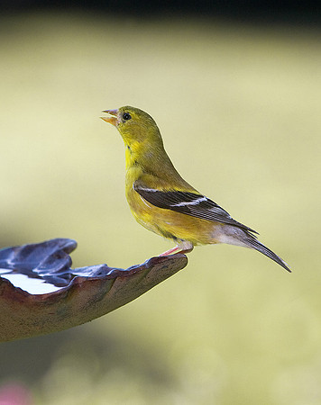 GoldFinch