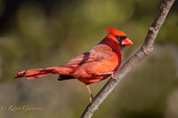 Northern Cardinal