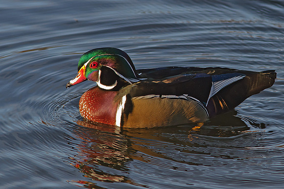 Wood duck