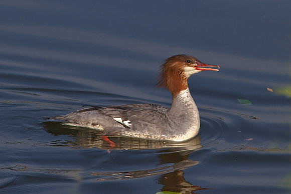 Female Common Merganser