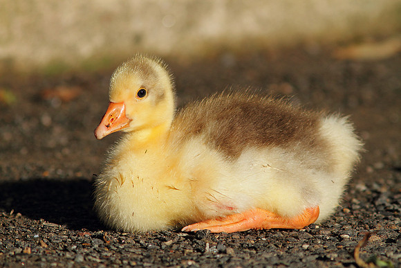 Gosling