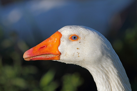 Goose