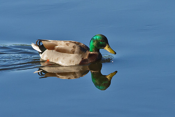 Mallard - Re-work