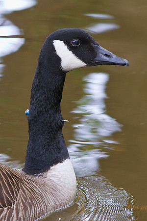 Canada Goose that's been "Nail Gunned"