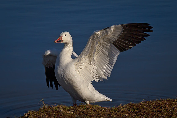 Snow Goose