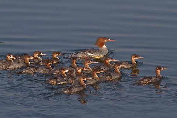 Female Merganser with Young