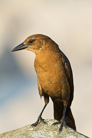 Grackle