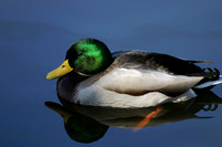 Mallard