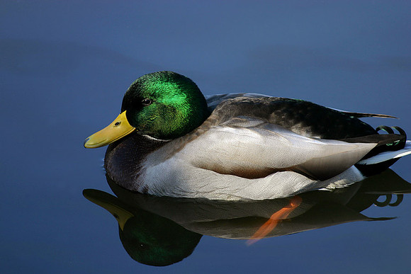 Mallard