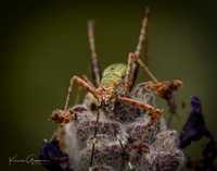 Katydid