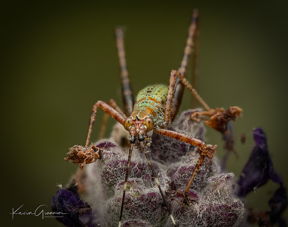 Katydid