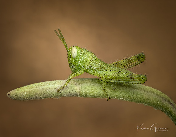 Young Grasshopper
