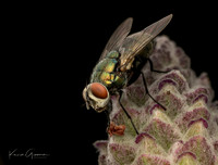 Common Greenbottle Fly
