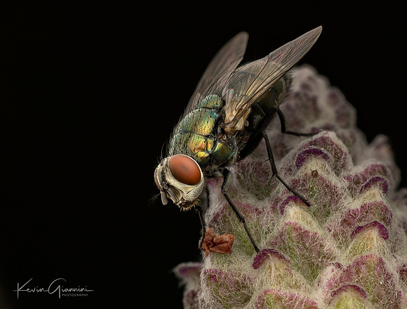 Common Greenbottle Fly