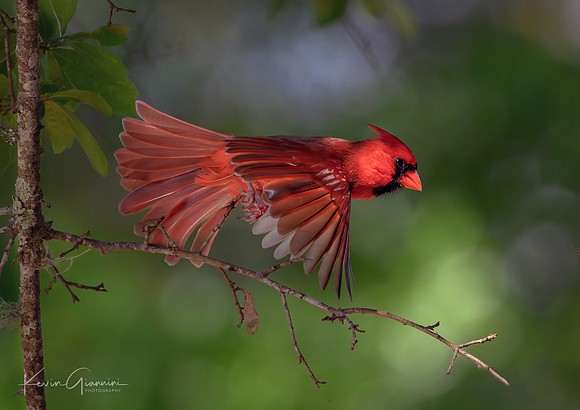 Northern Cardinal