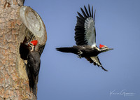 Pileated Woodpecker
