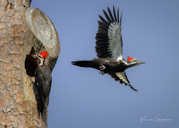 Pileated Woodpecker