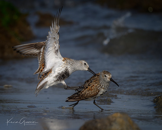 Dunlins