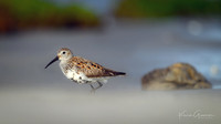 Dunlin