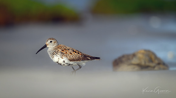 Dunlin