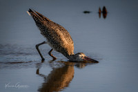 Willet