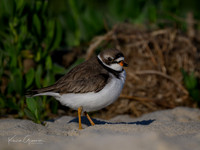 Semi-palmated Plover