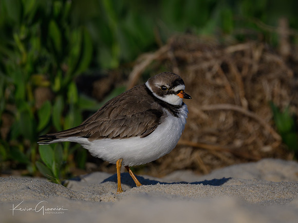Semi-palmated Plover
