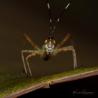 Katydid