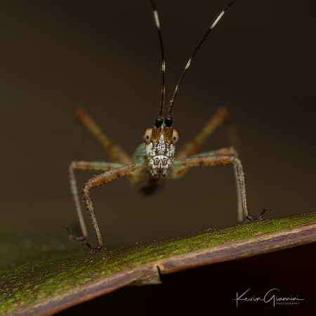 Katydid