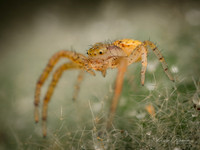 Dimorphic Jumping Spider??