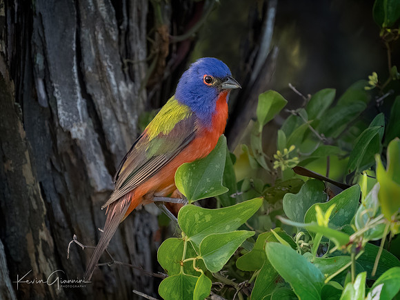 Painted Bunting