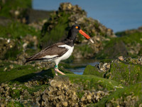 American Oystercatcher