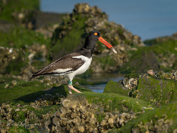 American Oystercatcher