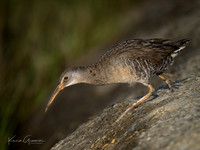 Clapper Rail