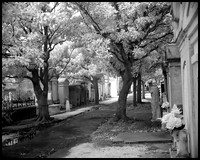 Cemetery, New Orleans