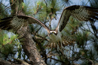 Osprey