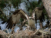 Osprey