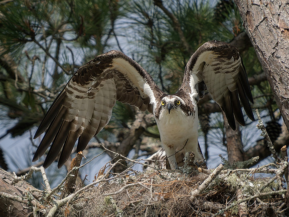 Osprey