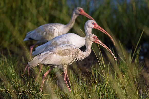 Ibis