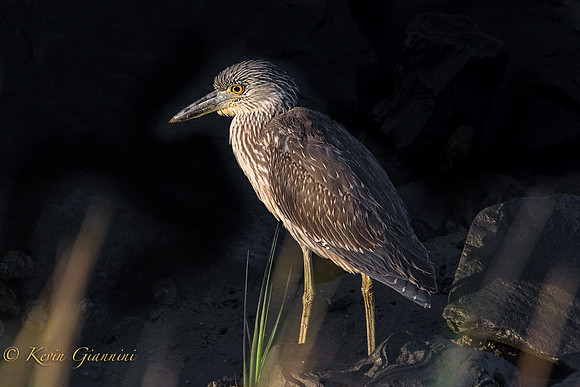 Juvenile Yellow-Crowned Night-Heron