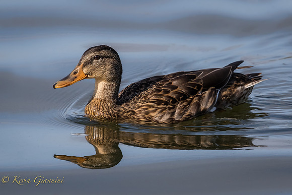 Mallard