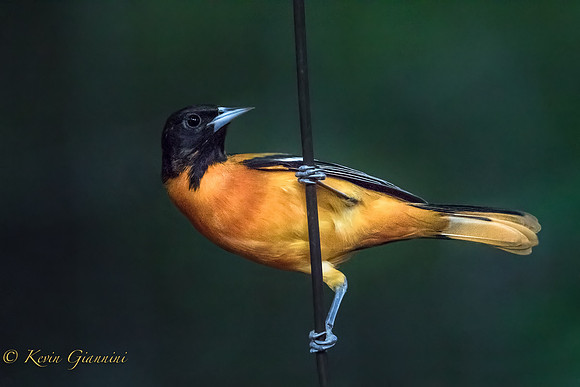 Baltimore Oriole
