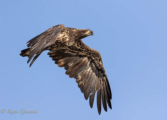 Juvenile Bald Eagle