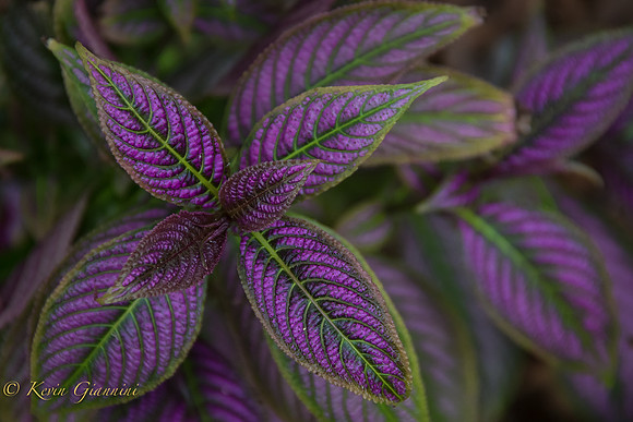 Strobilanthes dyerianus....Persian Shield.
