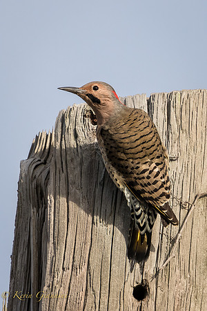 Northern Flicker