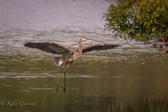 Heron with a stick