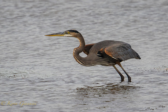 Heron Take-Off Series